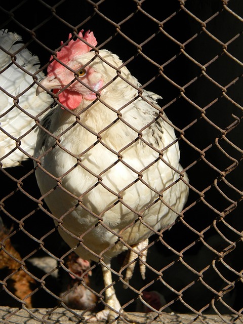 他们在控球 他们在控球