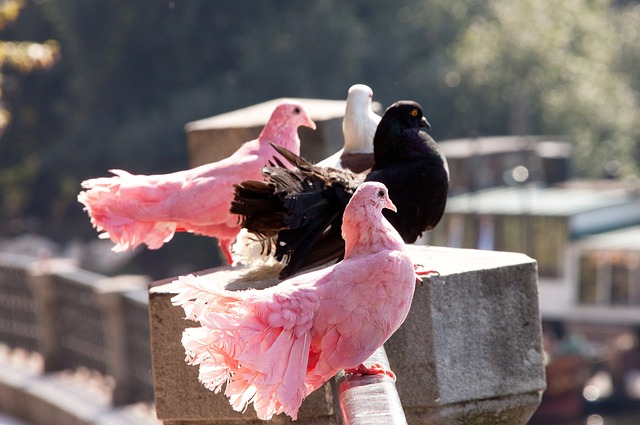 仅影响了鲍 仅影响了鲍