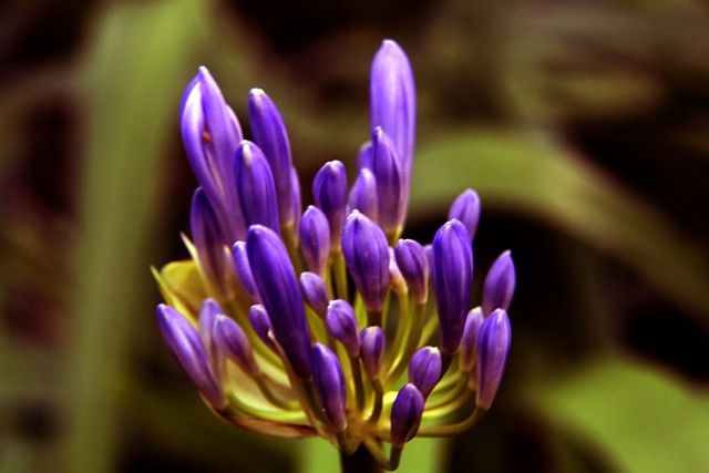 苏迪曼杯羽球赛|双印丹英陷死亡组 大马抽上上签.